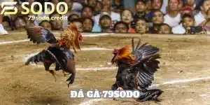 Đá gà 79sodo