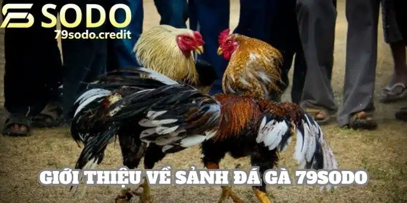 Đánh giá tổng quan về thương hiệu đá gà 79sodo