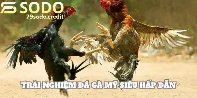 Phân loại đá gà phổ biến tại nhà cái 79sodo được khách quan tâm