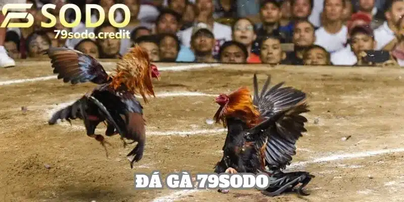 Đá gà 79sodo